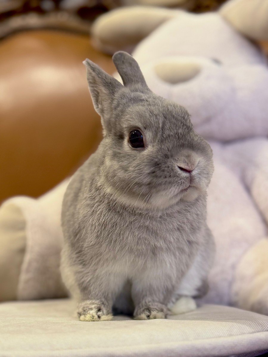 うさぎさんの紹介Introduction | ミミラパン (Mimi Lapin)