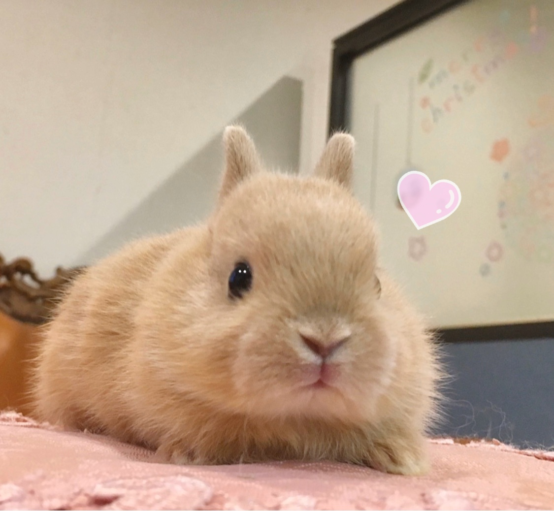 子うさぎのオーナー様募集を開始しました☆ | ミミラパン (Mimi Lapin)