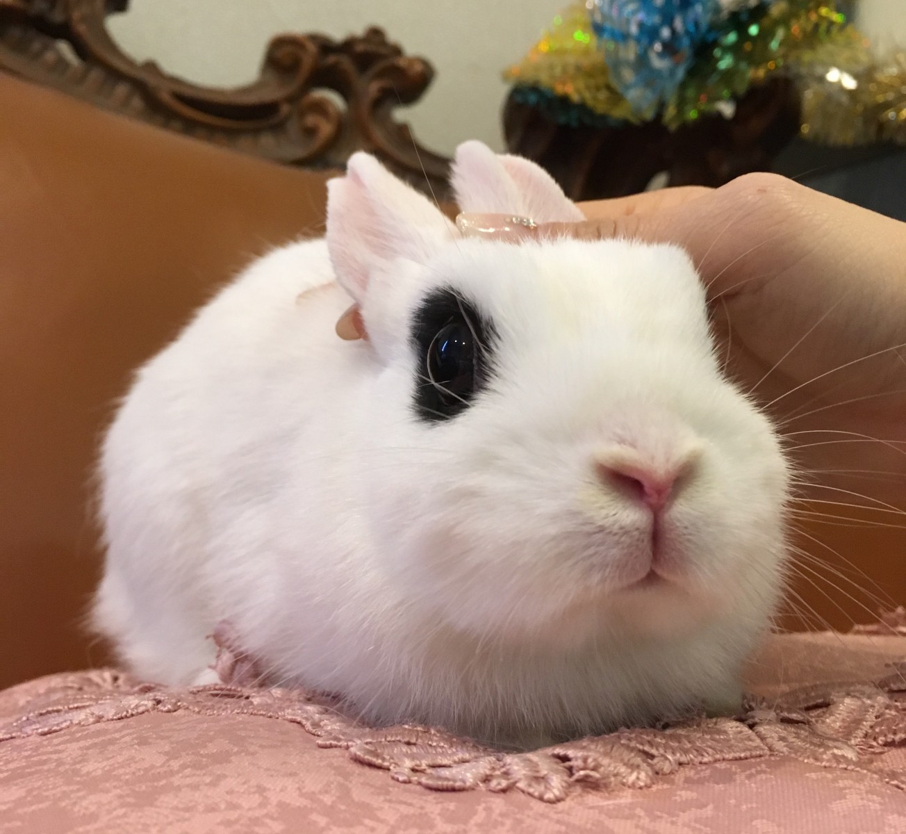 ドワーフホトのセンちゃんが出産しました！ | ミミラパン (Mimi Lapin)