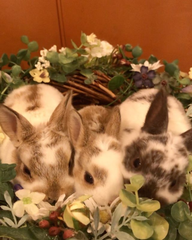 ミミラパン Mimi Lapin 京橋駅のうさぎカフェ うさぎのブリーダー直営店