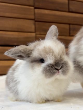 ミミラパン (Mimi Lapin)