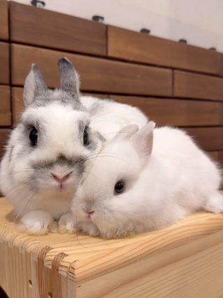ミミラパン (Mimi Lapin)
