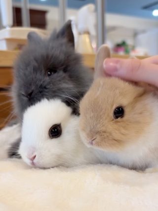 ミミラパン (Mimi Lapin)